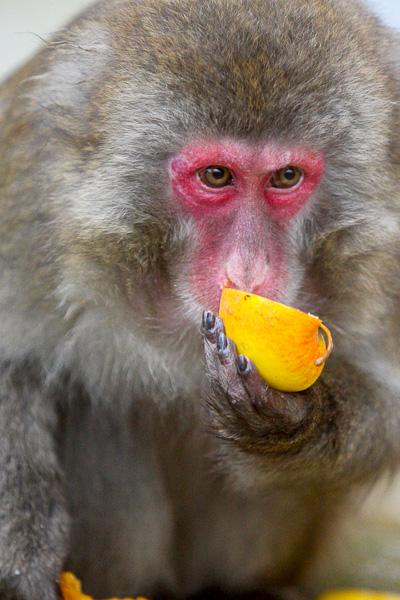 Конина к году Лошади: зоопарк раздал животным любимые лакомства