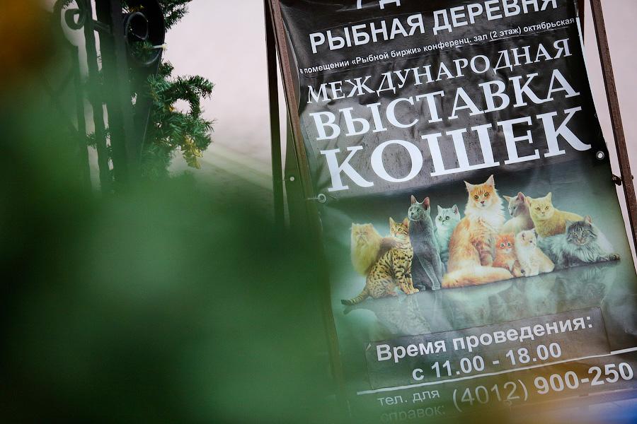 Семейство кошачьих: в «Рыбной деревне» прошла выставка домашних питомцев