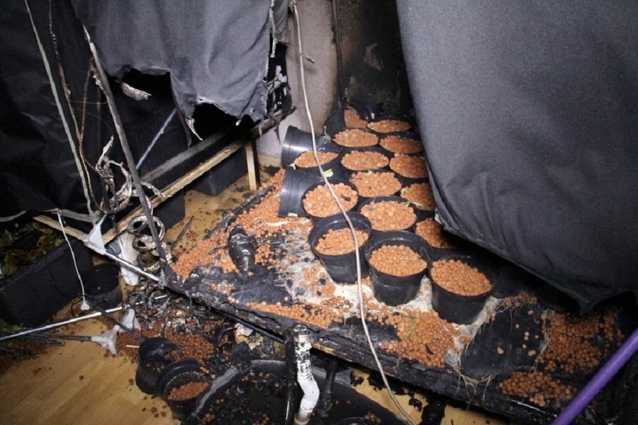 В Калининграде в сгоревшей квартире пожарные обнаружили теплицу с коноплей (фото)