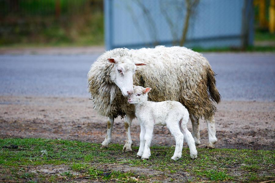 «Боосбан нас отрезал»: жизнь поселка Матросово рядом с Приморским кольцом