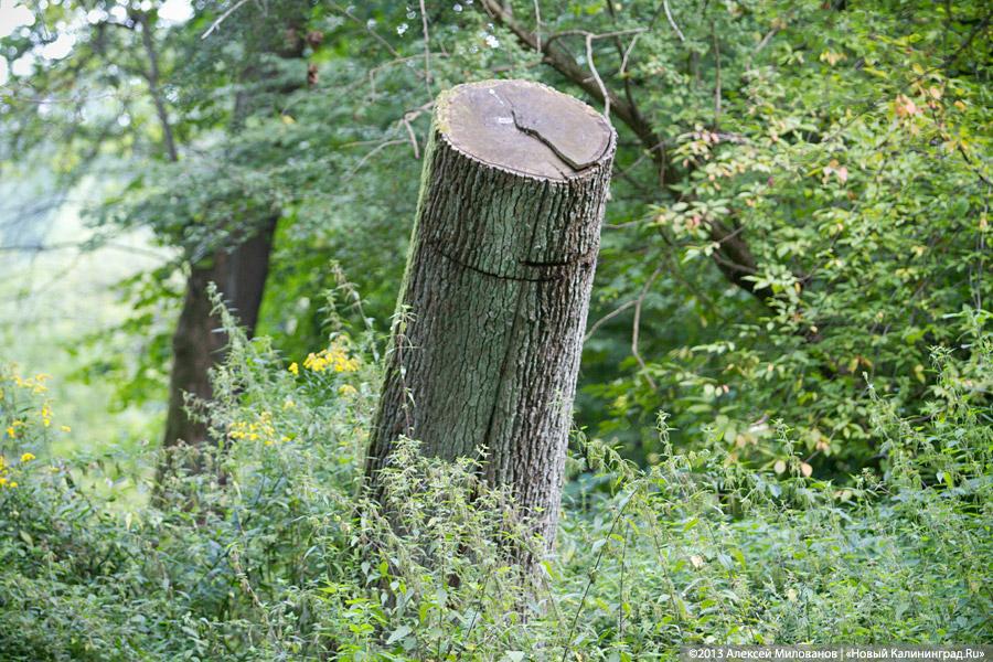 В ожидании чуда: судьба Макс-Ашманн-парка
