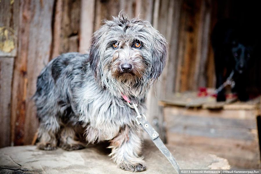 Куратор передержки для бездомных животных: «Они становятся как родные»