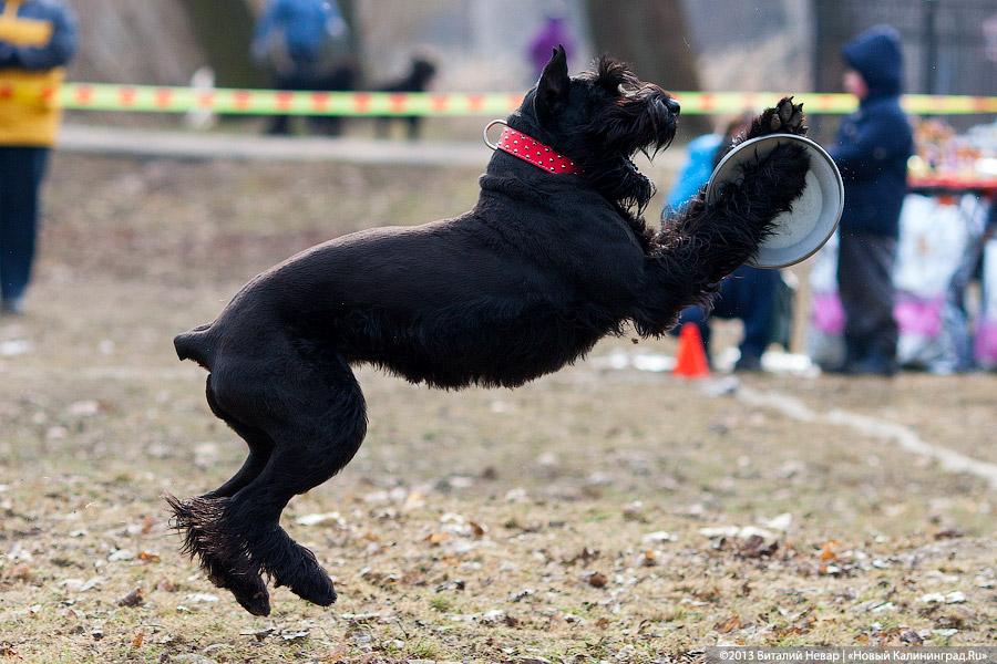 «Зубастые ловцы»: фоторепортаж с соревнований по дог-фрисби