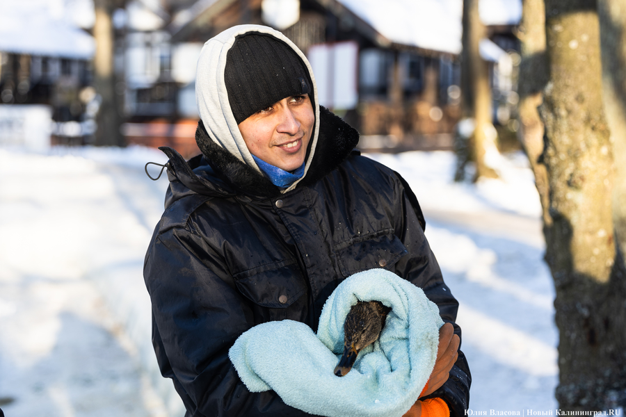 Ледяной плен: в парке Зеленоградска спасают замерзающих уток (фото)