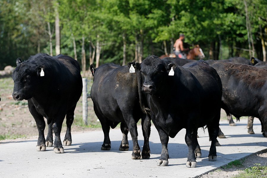 Бойня за землю: что мешает развиваться «Мираторгу» в Калининградской области