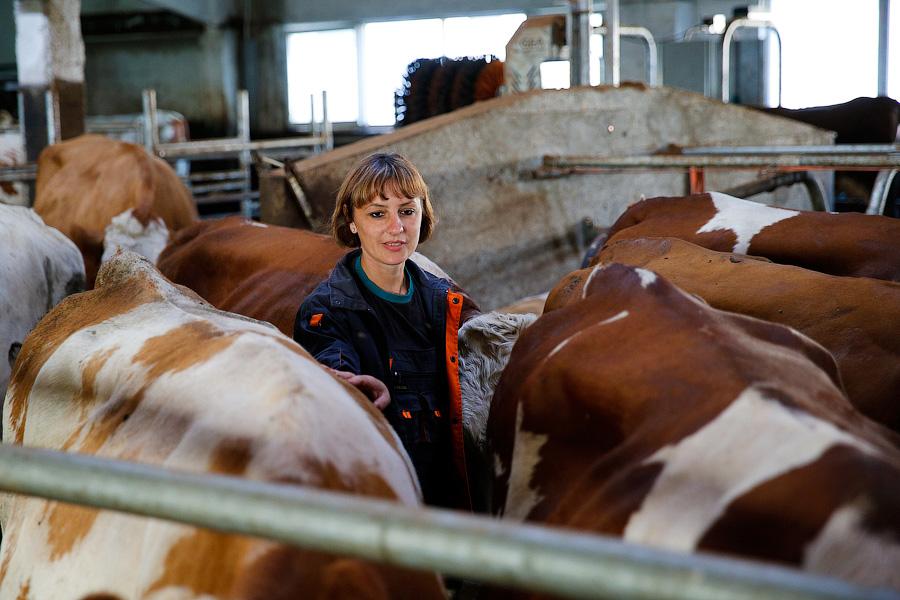 «Иначе нам кирдык»: как сельхозпроизводители смотрят на продовольственное эмбарго