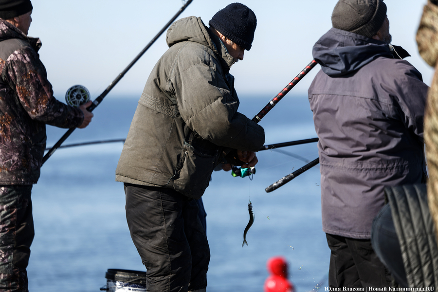 По несколько рыбин за раз: в Балтийске начался массовый лов салаки