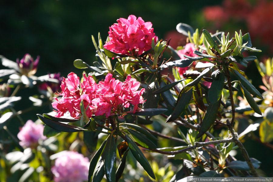 "Самая зеленая зона": фоторепортаж "Нового Калининграда.Ru"