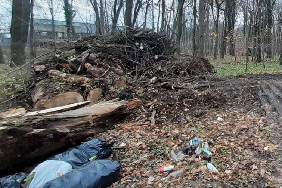 Мэрия нашла подрядчика, который приведет в порядок лесопарк на Гагарина за 1,7 млн