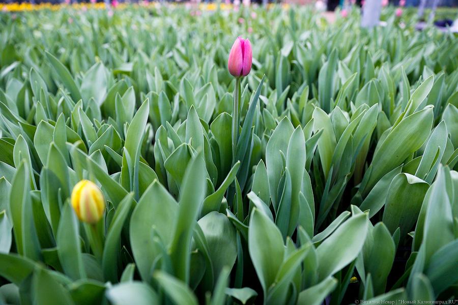 Цветочки-горшочки: как в Светлом к 8 Марта охапки тюльпанов готовят