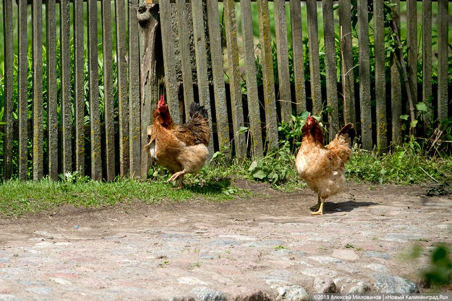 Фото — Алексей Милованов, «Новый Калининград»