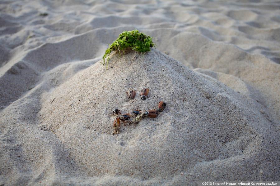 А жук и ныне там: мертвые насекомые разлагаются на побережьях области