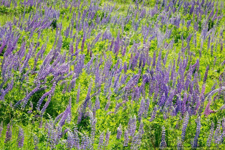 Лето цвета ультрафиолета: как люпины красят калининградские поля (фото)
