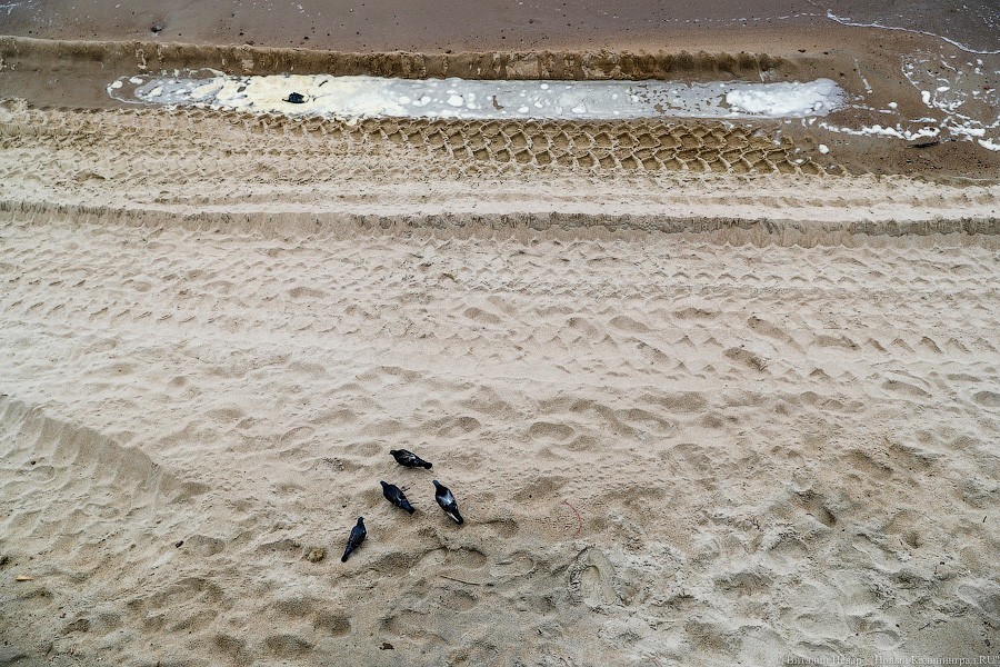 Много лиственницы и чуть песка: как выглядит светлогорский «пляж»  