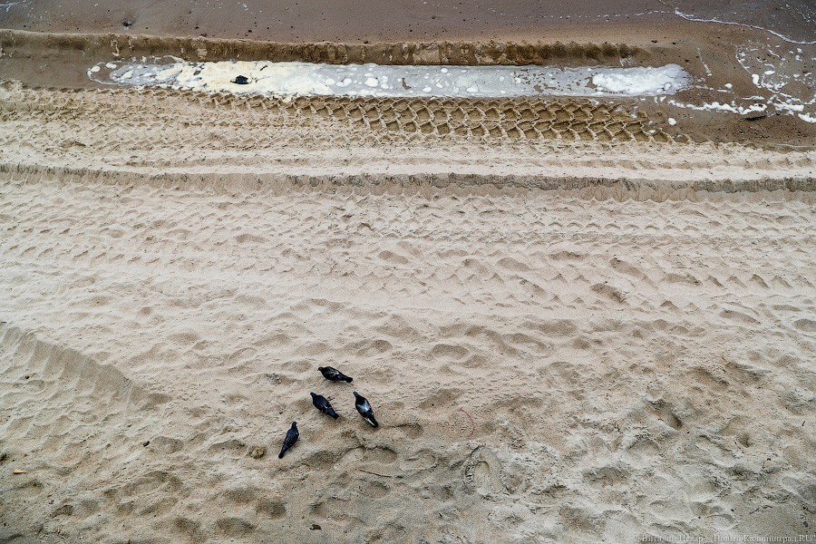 Много лиственницы и чуть песка: как выглядит светлогорский «пляж»  