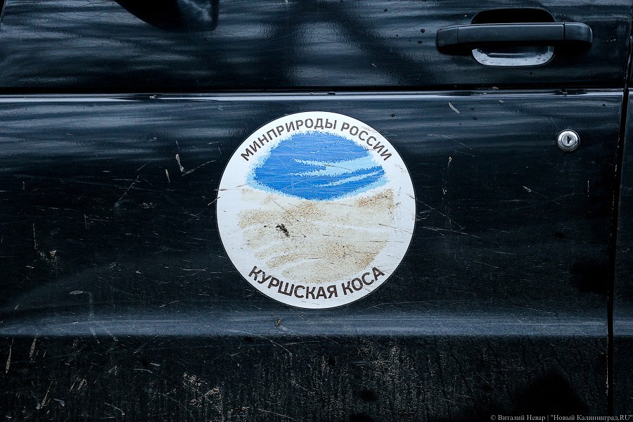112: в нацпарке «Куршская коса» сбили лося