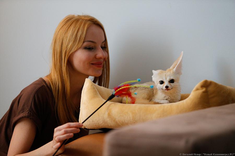 Длинноухое фыр-фыр-фыр: пара фенеков поселилась в Калининграде