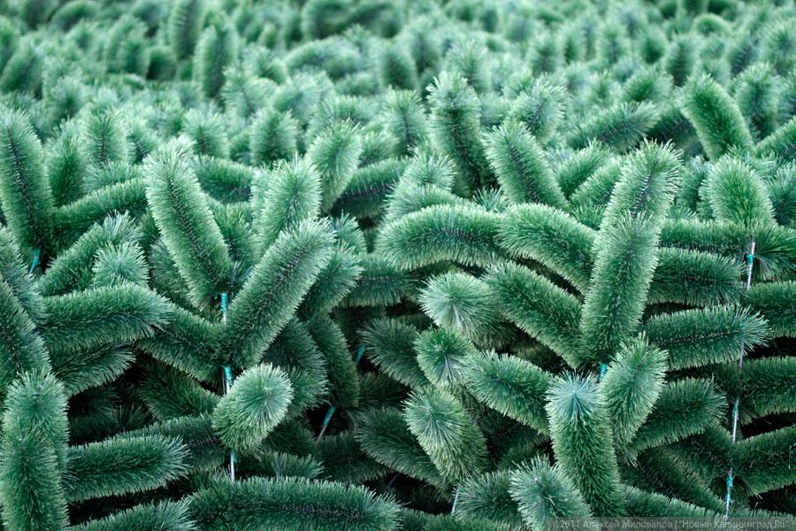 "Много на ёлочке шариков цветных": фоторепортаж "Нового Калининграда.Ru"