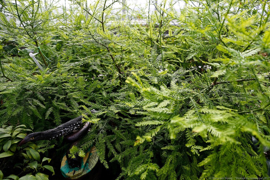 Дом для кактусов: в Ботаническом саду Калининграда открыли оранжерею (фото)