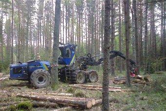 В Роминтенской пуще в Калининградской области начата вырубка деревьев