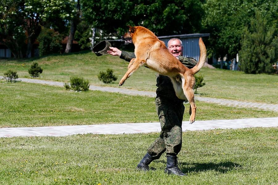 Пёс Барбос и наркокросс: под Калининградом прошли соревнования кинологов