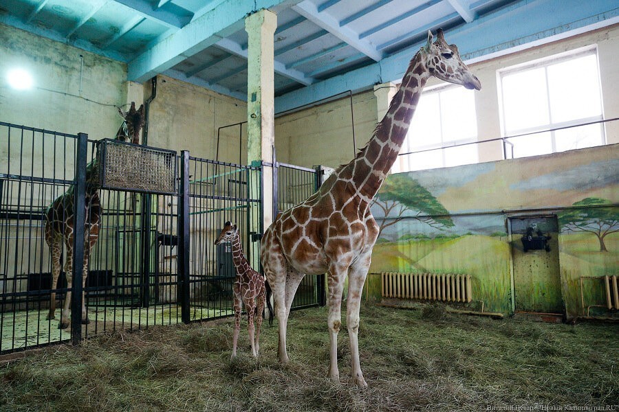 Вход в зоопарк с улицы Чайковского будет закрыт 4, 5 и 6 июня