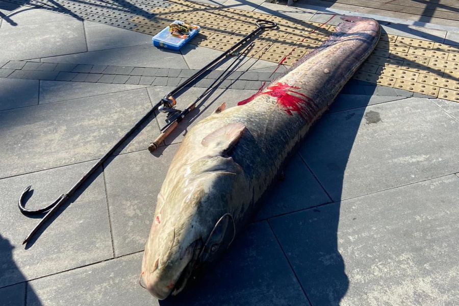 В центре Калининграда из Преголи вытащили двухметрового сома (видео)