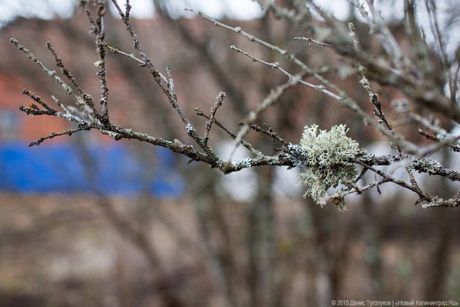В Калининградской области ожидается похолодание и снег с дождем