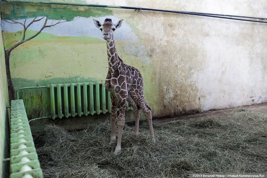 «Два метра пятен»: кормление новорожденного жирафенка