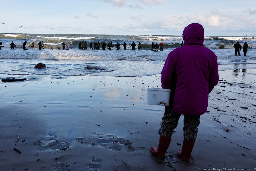 Лучшее время: как в Пионерском ловят янтарь после шторма (фото)