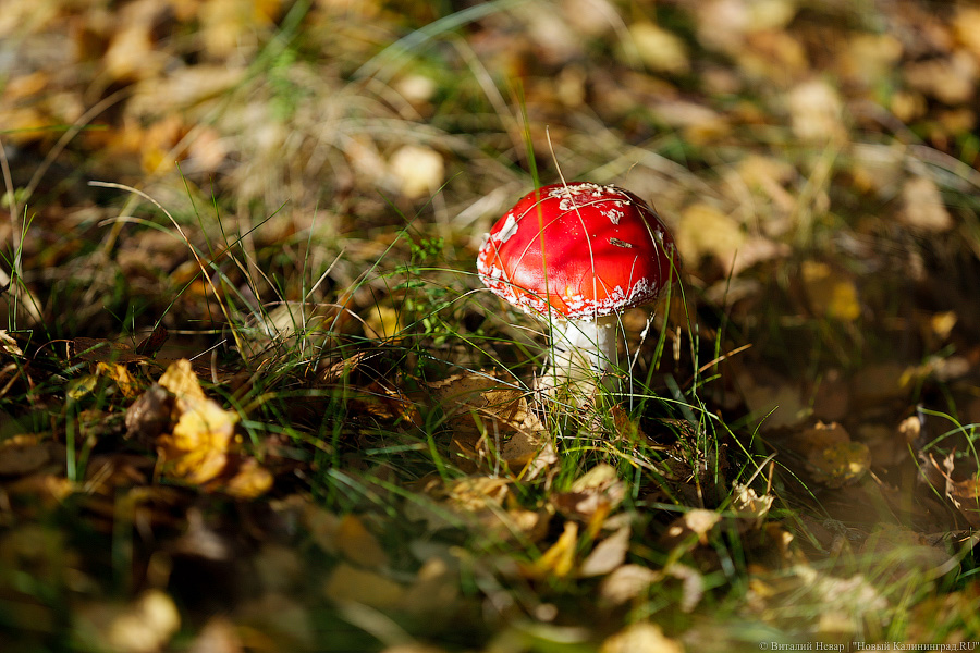 Фото: Виталий Невар / Новый Калининград 