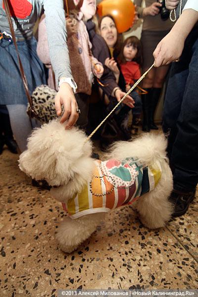 «Ой какая маленькая»: дефиле мини-собачек в музее янтаря