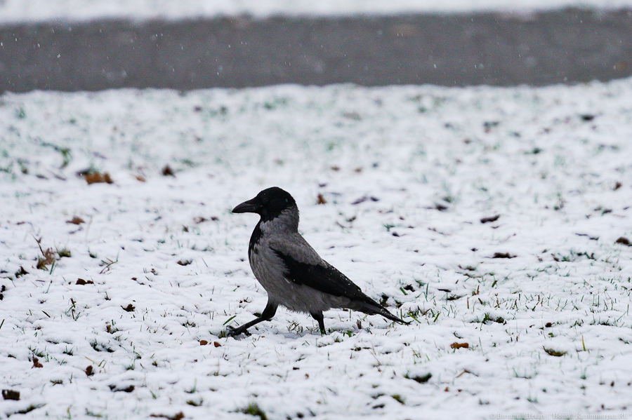 В Калининградской области зафиксирована самая ранняя климатическая зима за 24 года