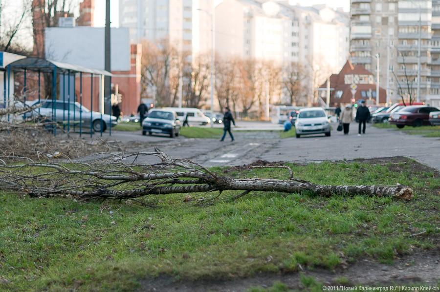 «А поутру они проснулись»: фоторепортаж «Нового Калининграда.Ru»
