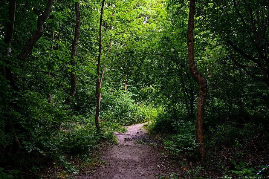 Алиханов заявил, что не отказывался от планов перевода Суздальского леса под застройку