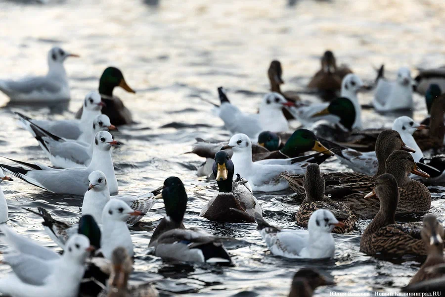 Погода в Калининградской области 3 декабря