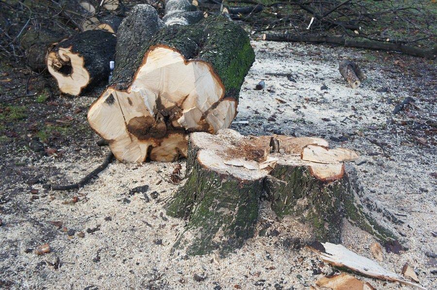 Бульдозеры начали благоустройство в сквере за Собором Христа Спасителя (+фото)