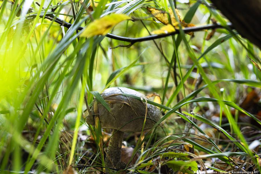 Они пошли: фоторепортаж с открытия «тихой охоты» в Калининградской области (фото)