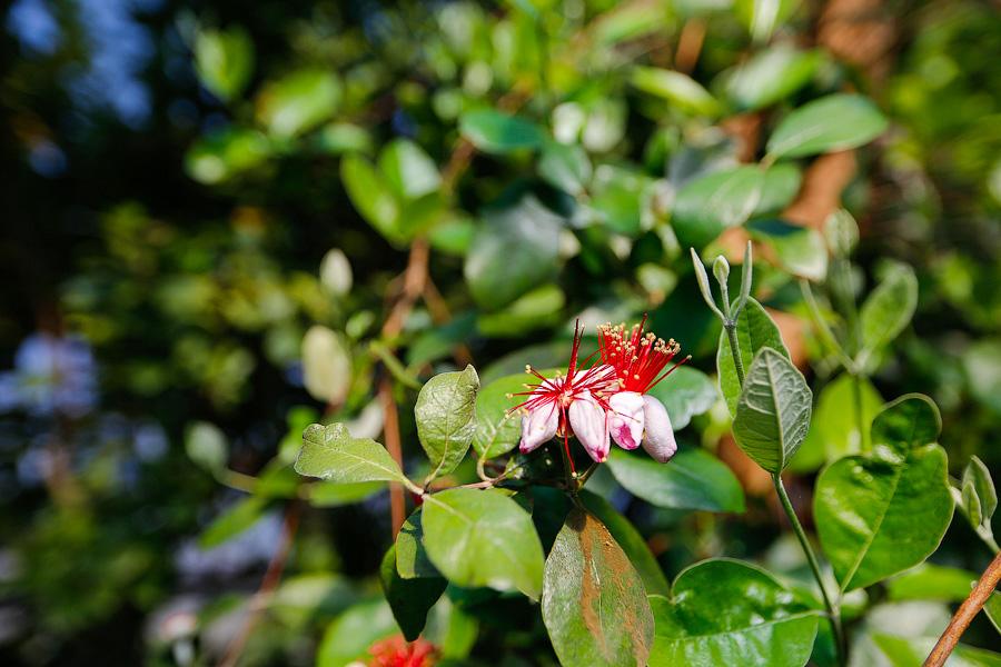 Экзотика в руинах: аварийные оранжереи Ботанического сада и их будущее