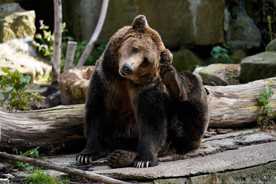 Вот компания какая: Калининградский зоопарк открыл все павильоны для посетителей