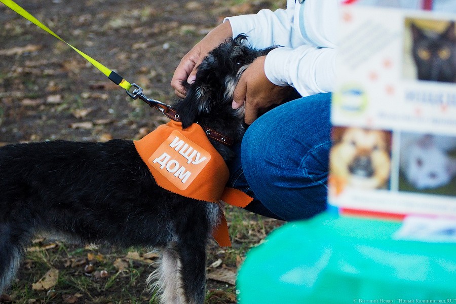 Подари мне дом: на Верхнем озере организовали выставку бездомных животных