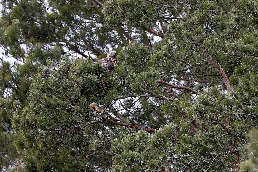 Пятеро местных и один залетный: на Куршской косе выпустили на волю канюков (фото)