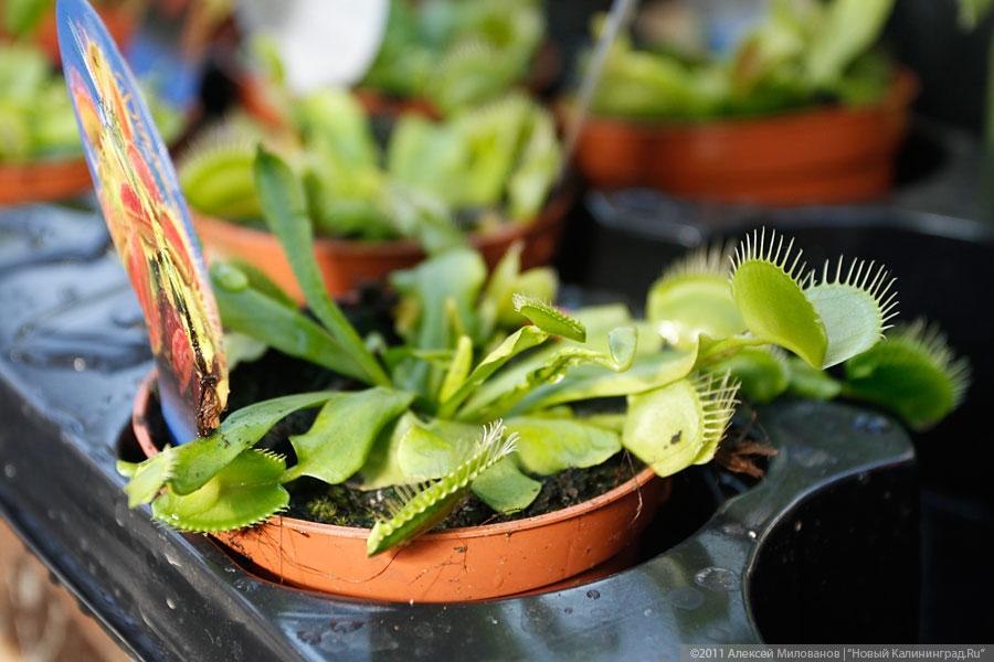 "Самая зеленая зона": фоторепортаж "Нового Калининграда.Ru"