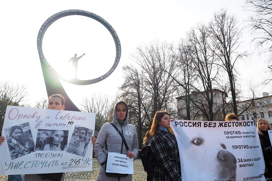 За что нас убивают?: как в Калининграде митинговали в защиту животных