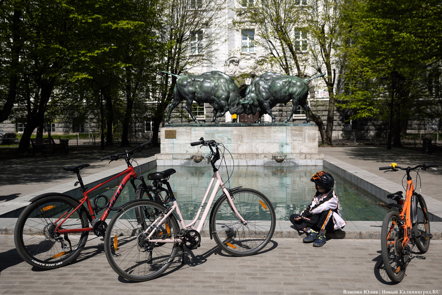 «Быки» и «младенцы»: в Калининграде начался сезон фонтанов (фото)