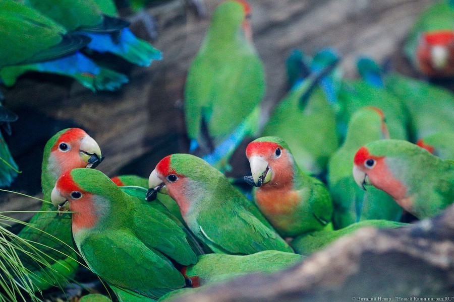 В зоопарке открыт Дом тропической птицы. Посмотрите на жако и спящего трубкозуба