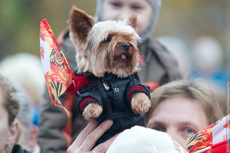 Россельхознадзор: Россия рискует потерять право на ввоз домашних животных в ЕС