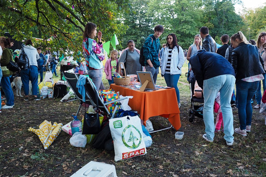 Подари мне дом: на Верхнем озере организовали выставку бездомных животных