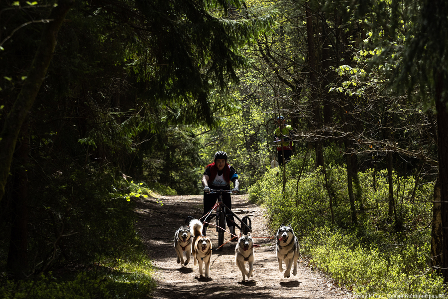 Совсем не Джек Лондон: как калининградцы с питомцами соревновались в ездовом спорте (фото)