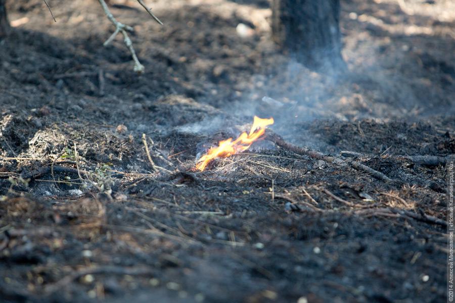 Когда рассеялся дым: после локализации лесного пожара на Куршской косе (фото)